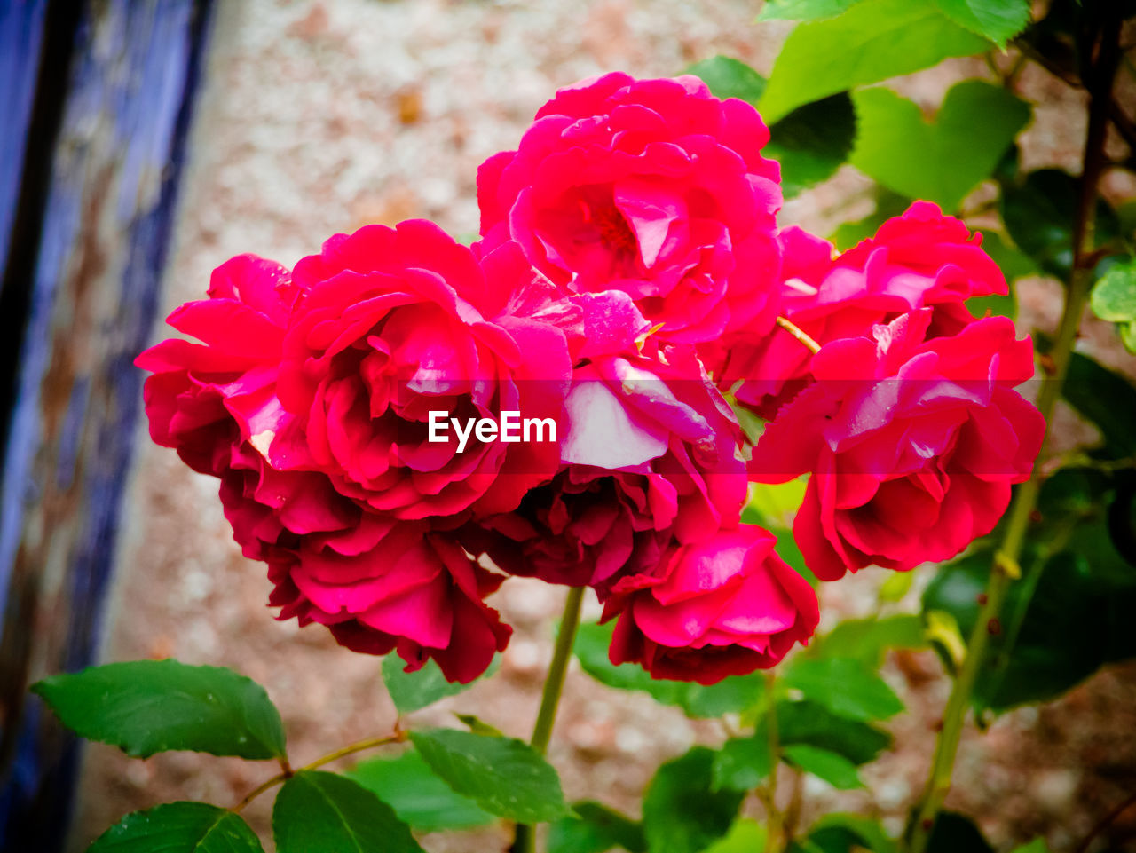 Close-up of red flowers