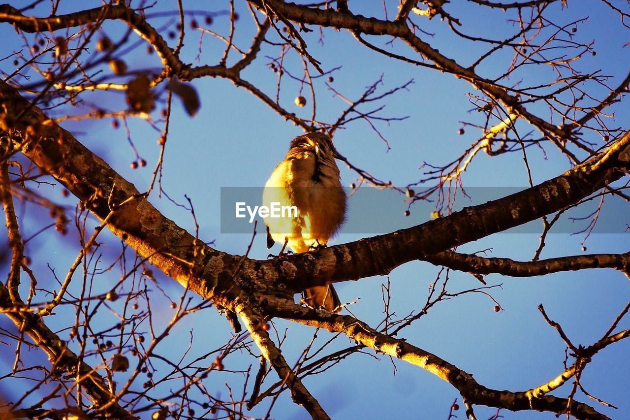 LOW ANGLE VIEW OF BIRD PERCHING ON BRANCH AGAINST SKY