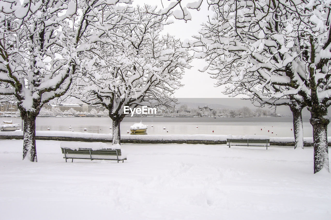 VIEW OF TREES IN WINTER