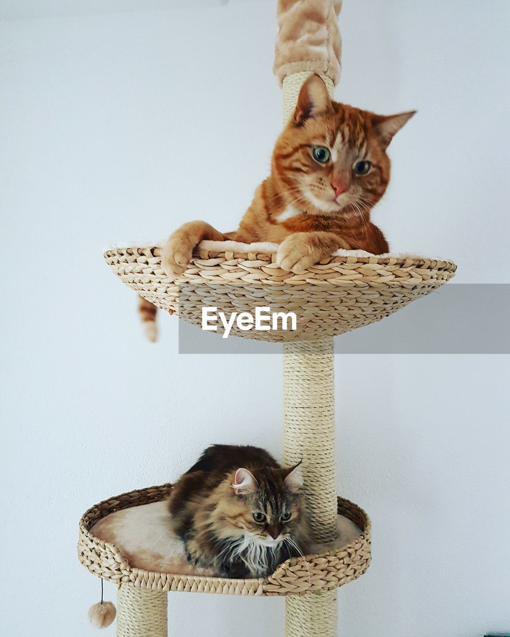 PORTRAIT OF A CAT SITTING ON WALL