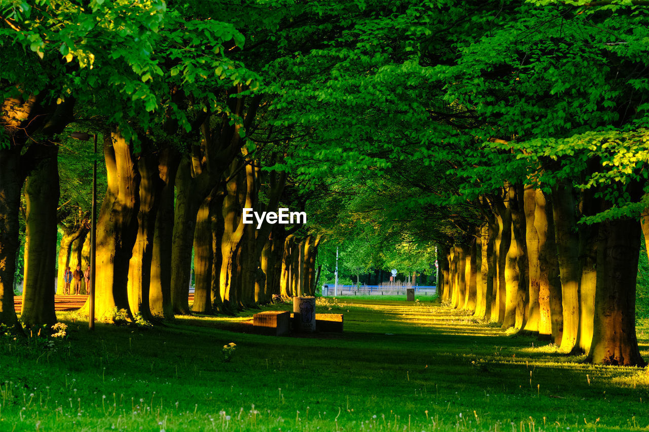 PARK BENCH ON FIELD IN GARDEN