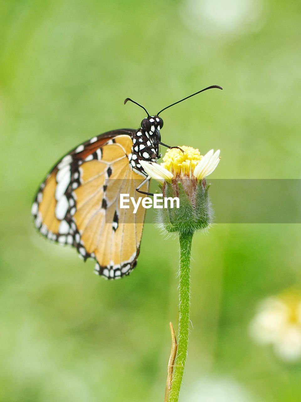 CLOSE-UP OF BUTTERFLY POLLINATING ON A FLOWER