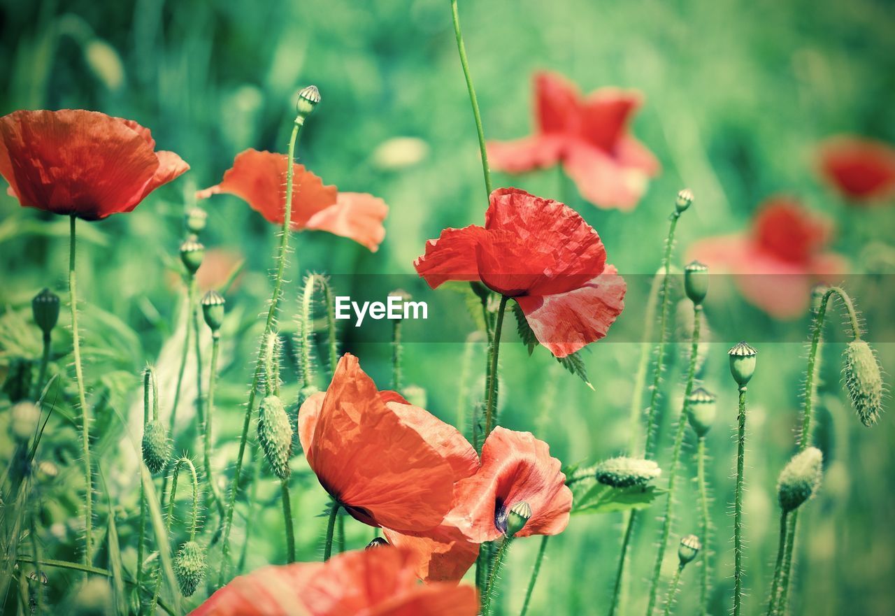 Close-up of red poppy flowers on field