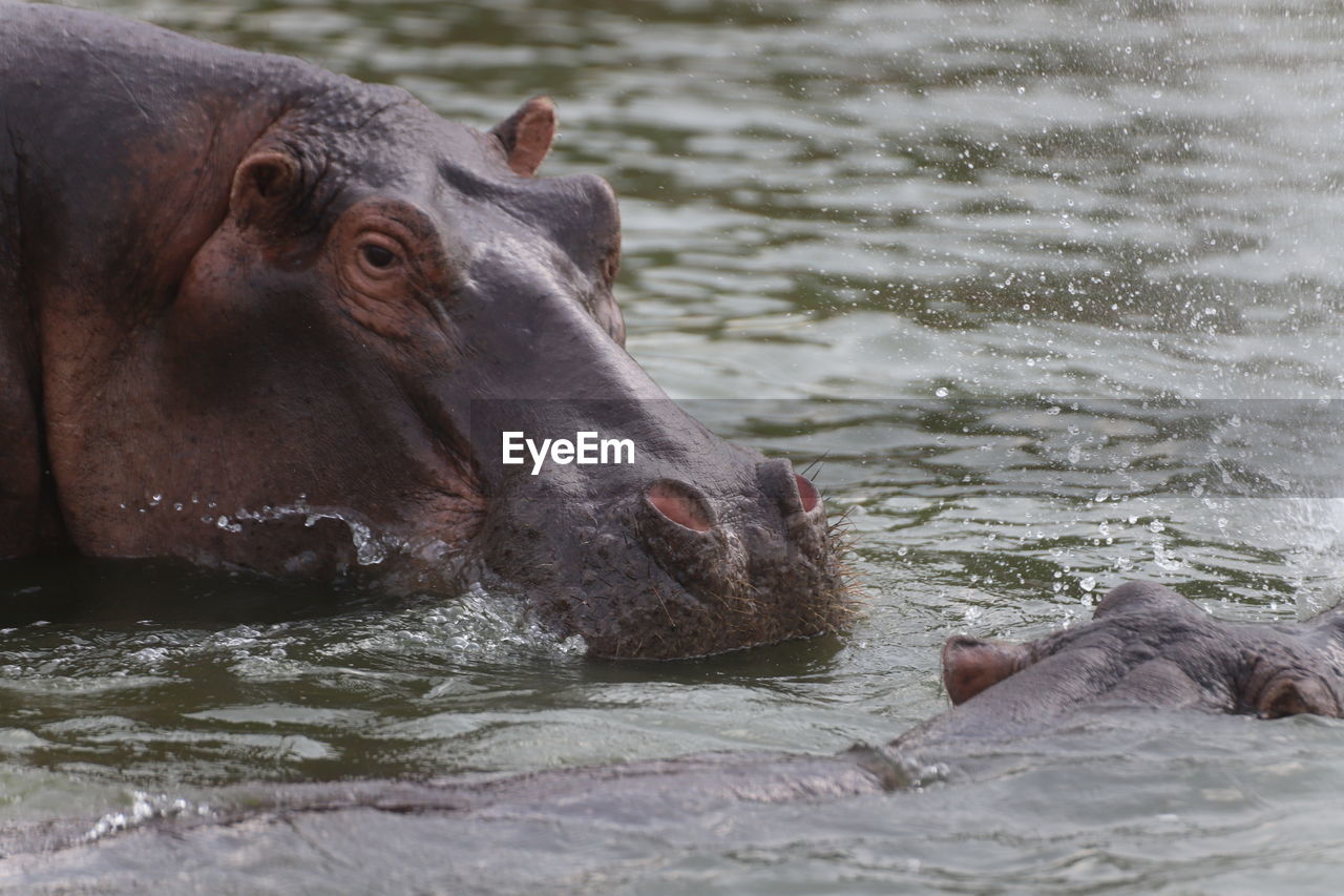 View of hippopotamus swimming in lake