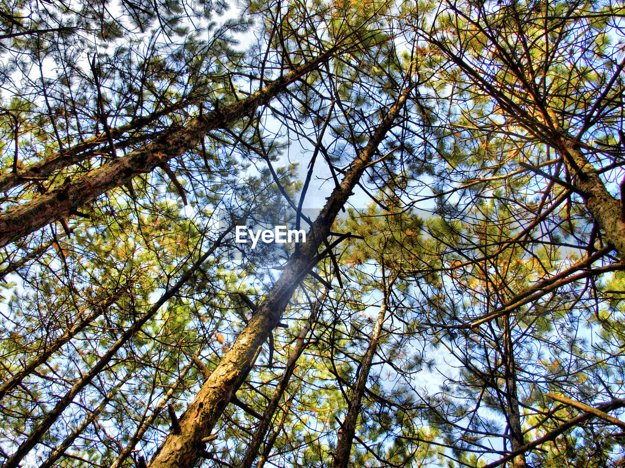 LOW ANGLE VIEW OF TREES AGAINST SKY