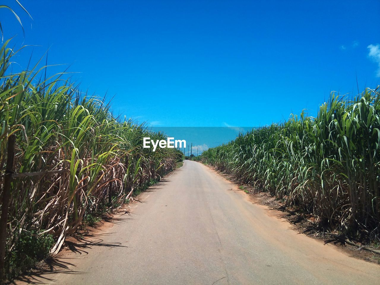 Road amidst corn field against sky