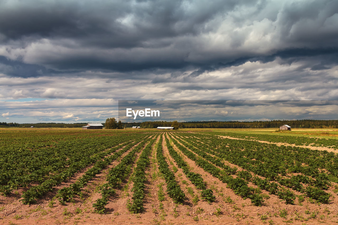 The dark clouds gather over the barn houses by the potato fields on a summer day.