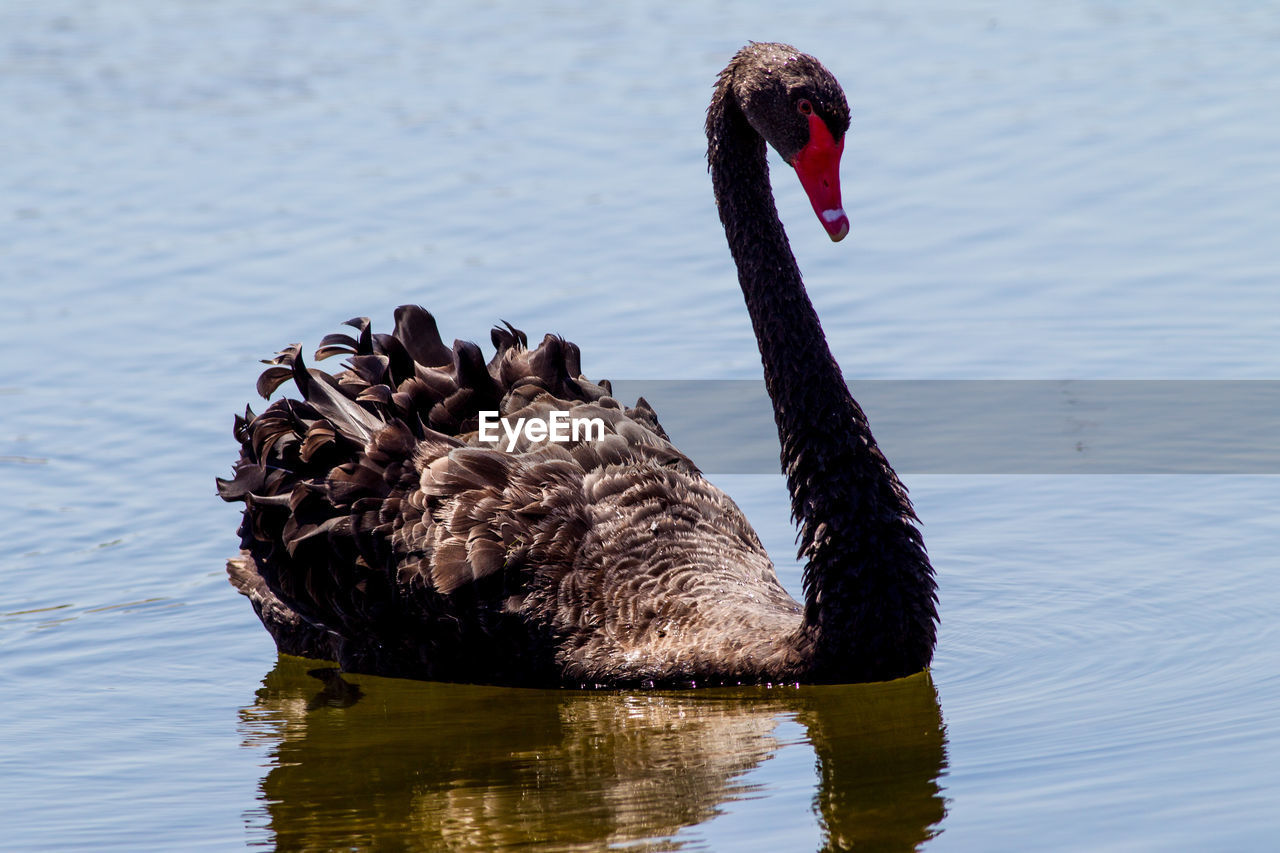 Close-up of swan swimming on lake