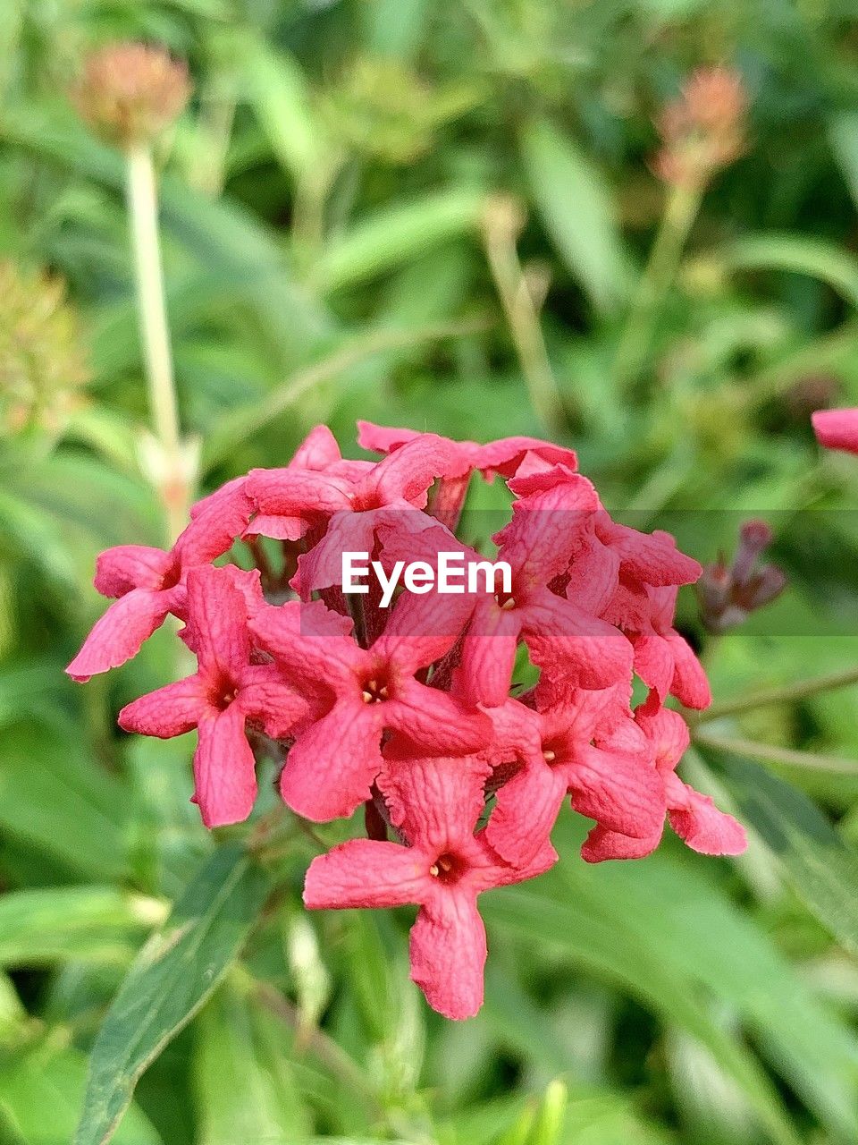 plant, flower, flowering plant, beauty in nature, freshness, close-up, nature, pink, growth, petal, fragility, flower head, inflorescence, herb, red, plant part, focus on foreground, leaf, wildflower, no people, outdoors, green, day, magenta, blossom