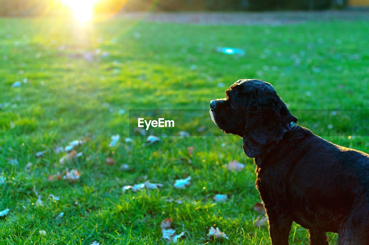 CLOSE-UP OF DOG OUTDOORS