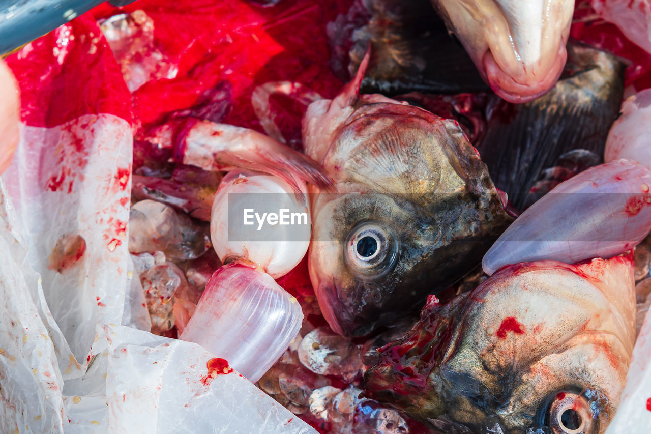 Fish heads, tails, scales, blood and swim bladders. close-up. leftovers from cutting up fresh fish