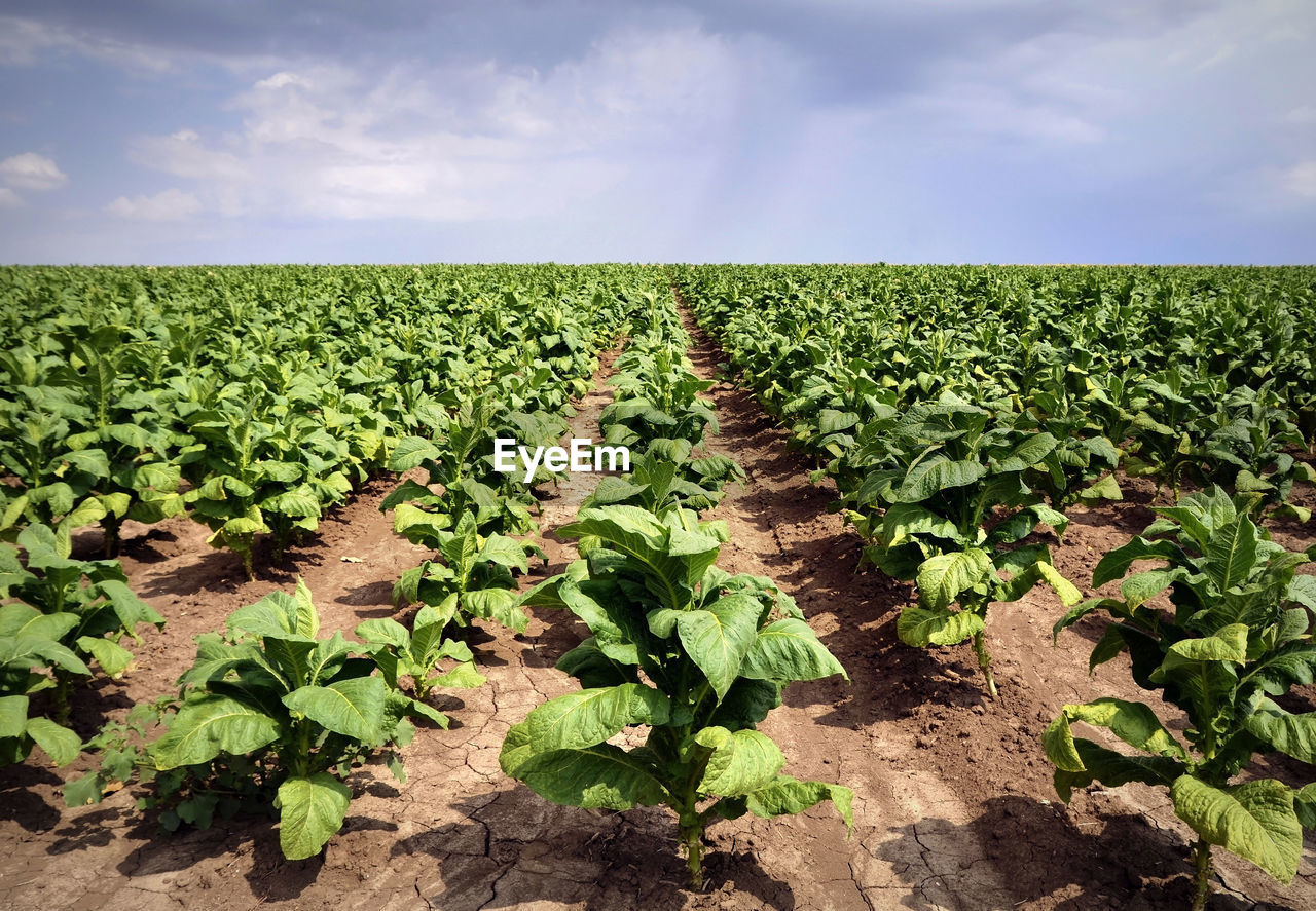 PLANTS GROWING IN FIELD