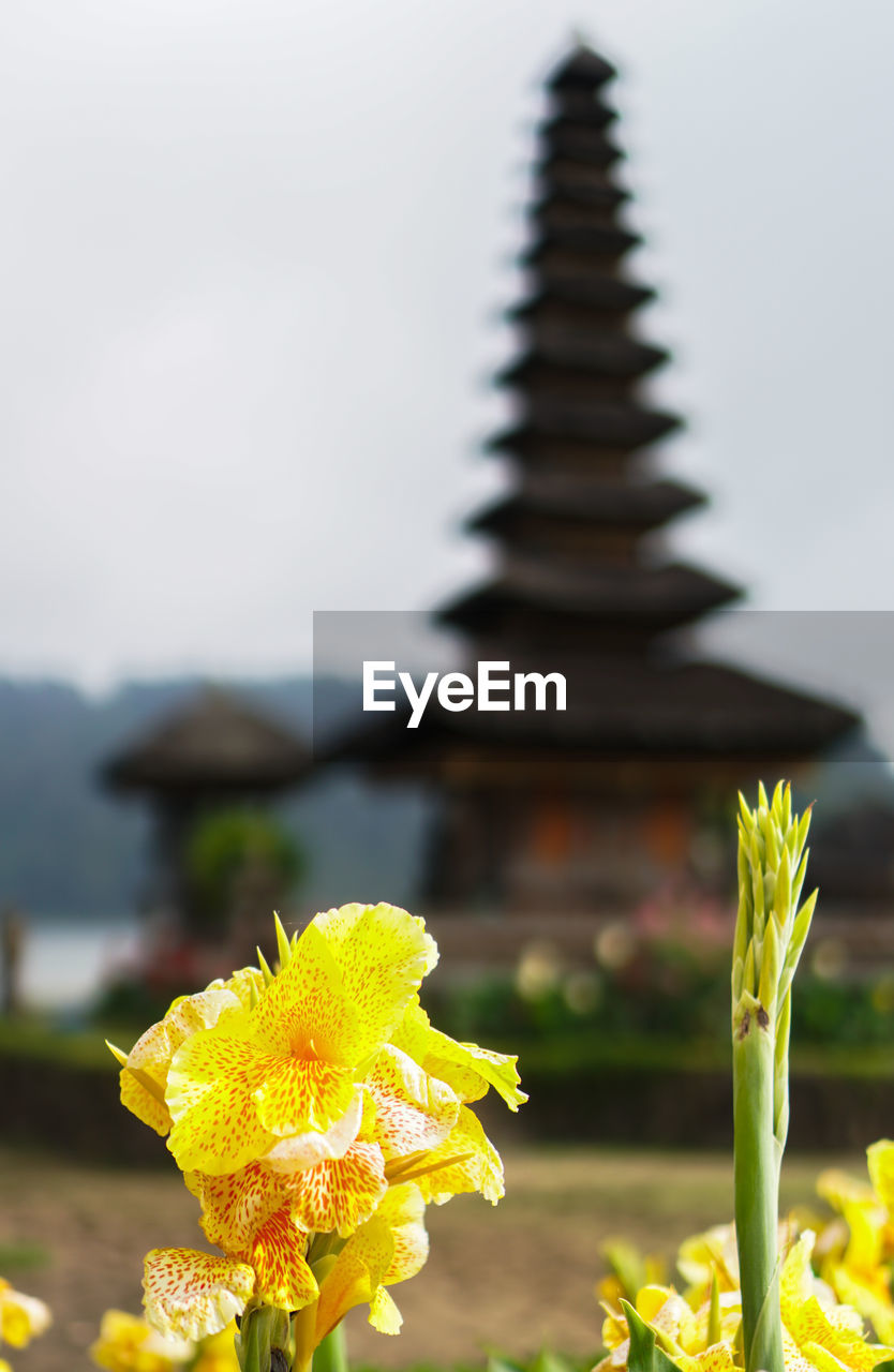 Close-up of yellow flowering plant against temple and sky