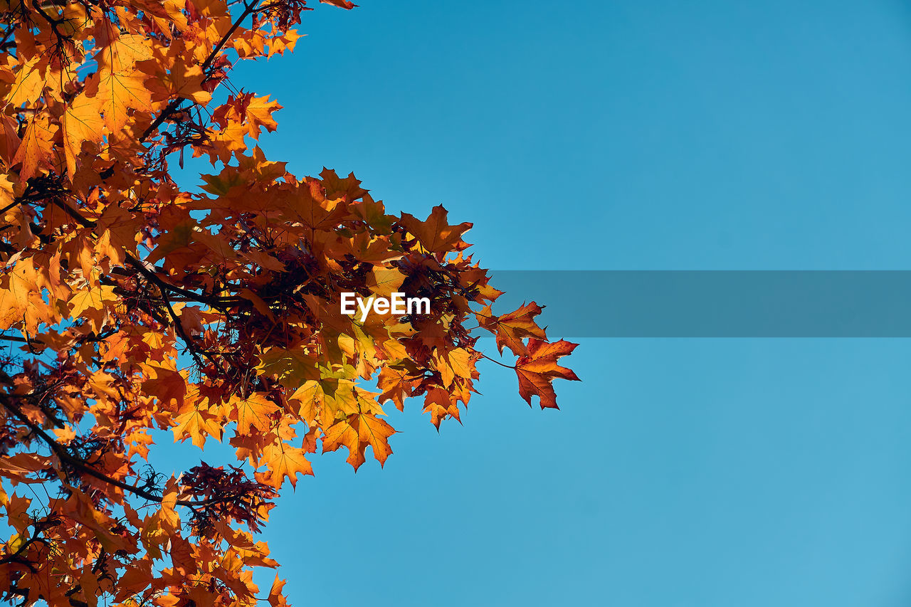 Low angle view of maple tree against clear blue sky