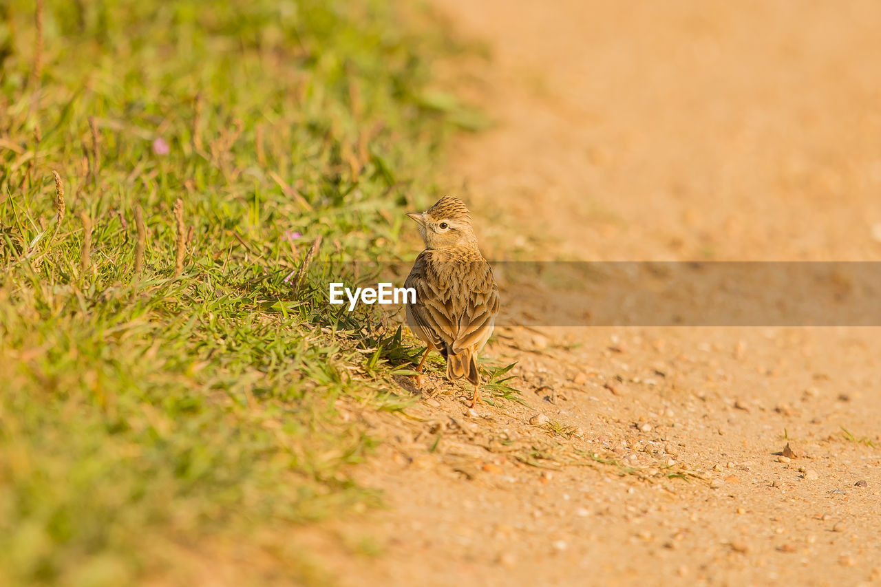 Bird perching on land