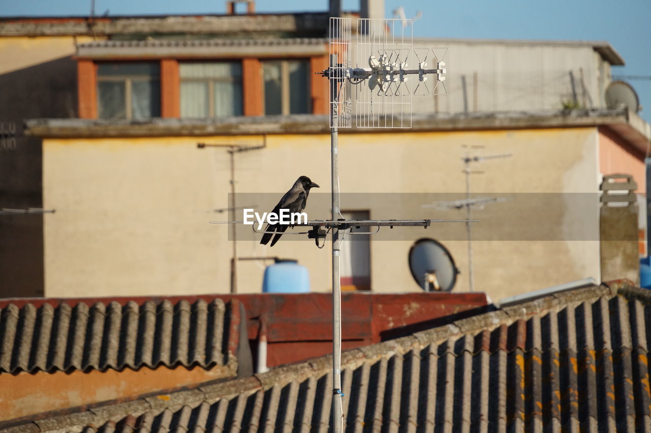 LOW ANGLE VIEW OF BIRD PERCHING ON BUILDING ROOF