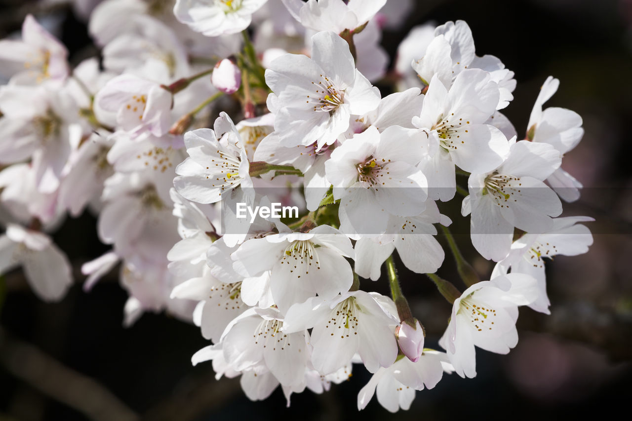 Cherry blossoms blooming in alishan of chiayi. alishan forest recreation area in chiayi, taiwan.