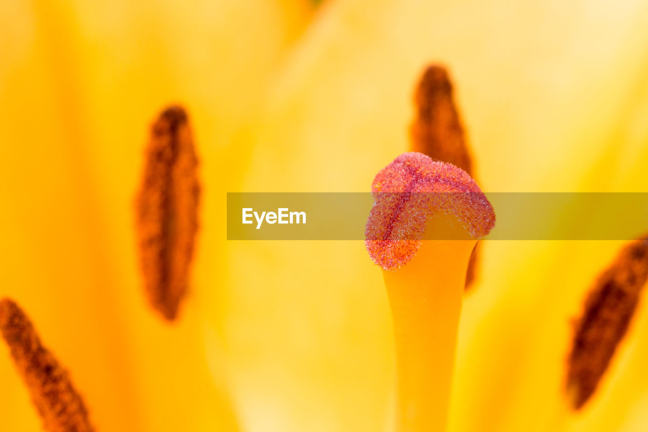 CLOSE-UP OF YELLOW FLOWER ON ORANGE PETAL