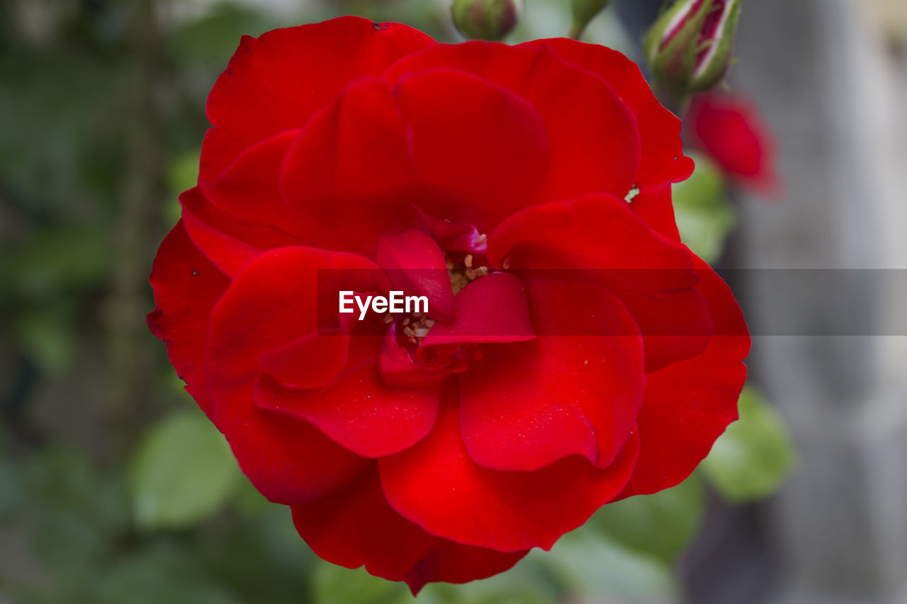 CLOSE-UP OF ROSE BLOOMING OUTDOORS