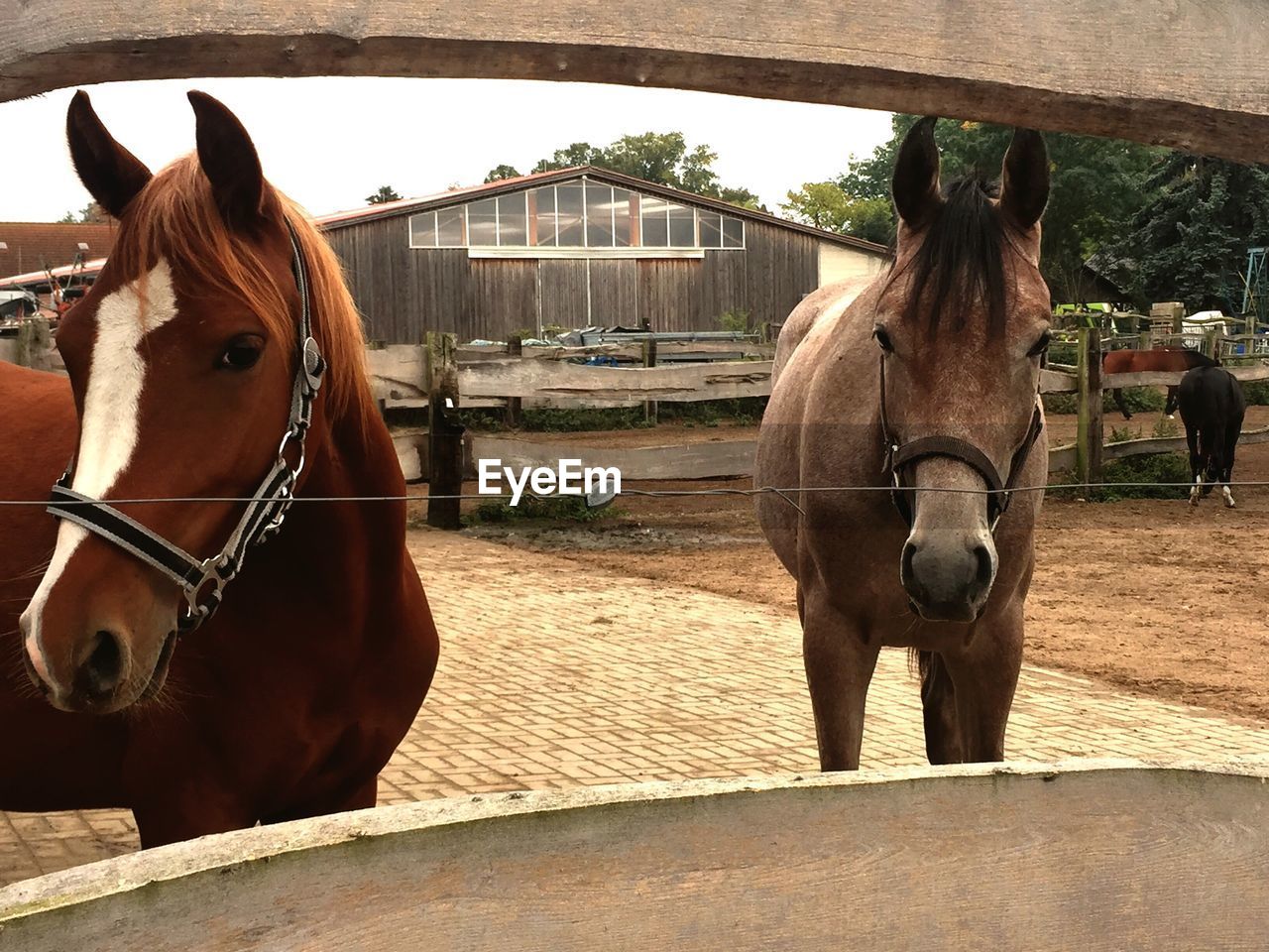 HORSE STANDING IN STABLE