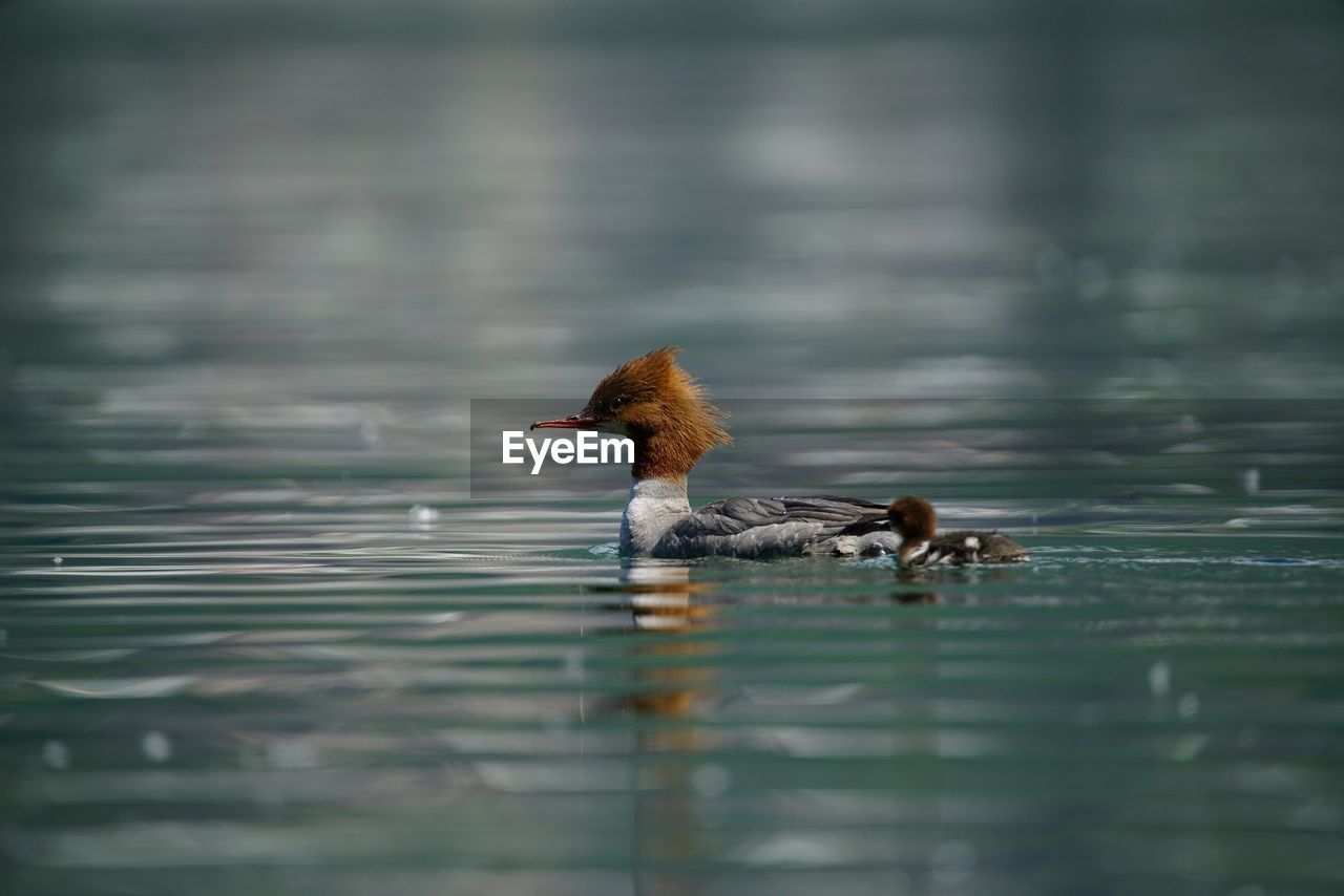 DUCKS SWIMMING ON LAKE