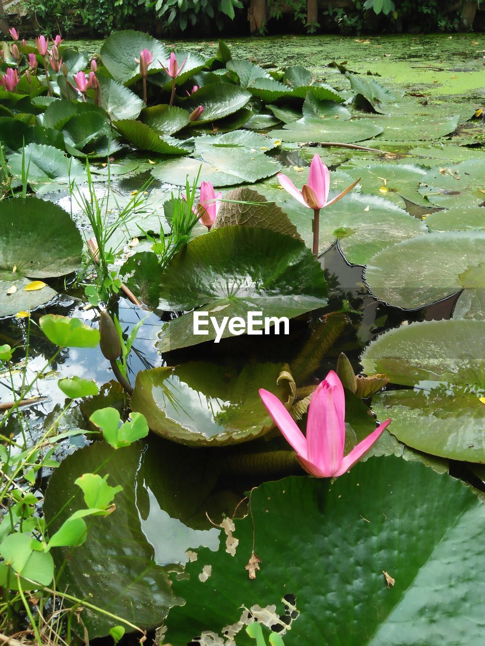 CLOSE-UP OF LOTUS WATER LILY