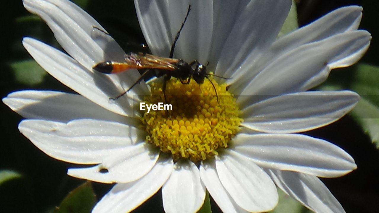 CLOSE-UP OF HONEY BEE POLLINATING ON DAISY