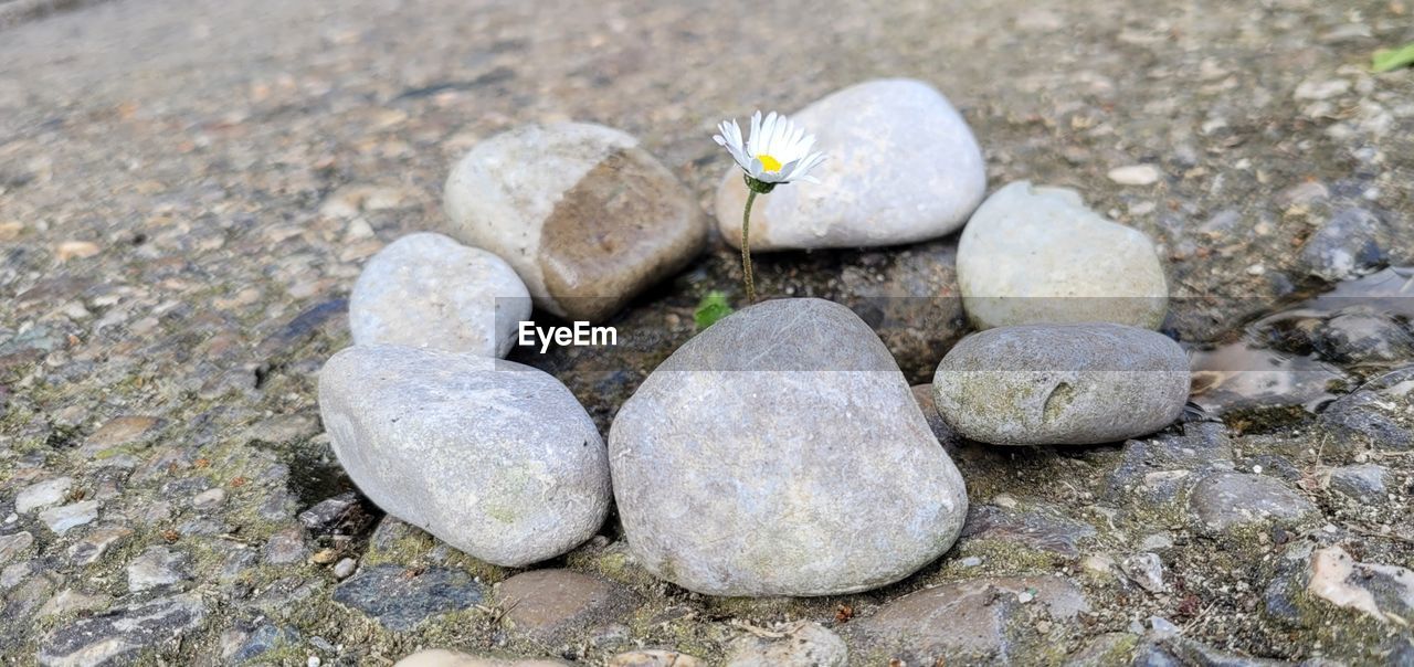 rock, pebble, nature, stone, no people, land, day, close-up, high angle view, outdoors, beach, soil, focus on foreground, gravel, flower, beauty in nature, boulder, tranquility
