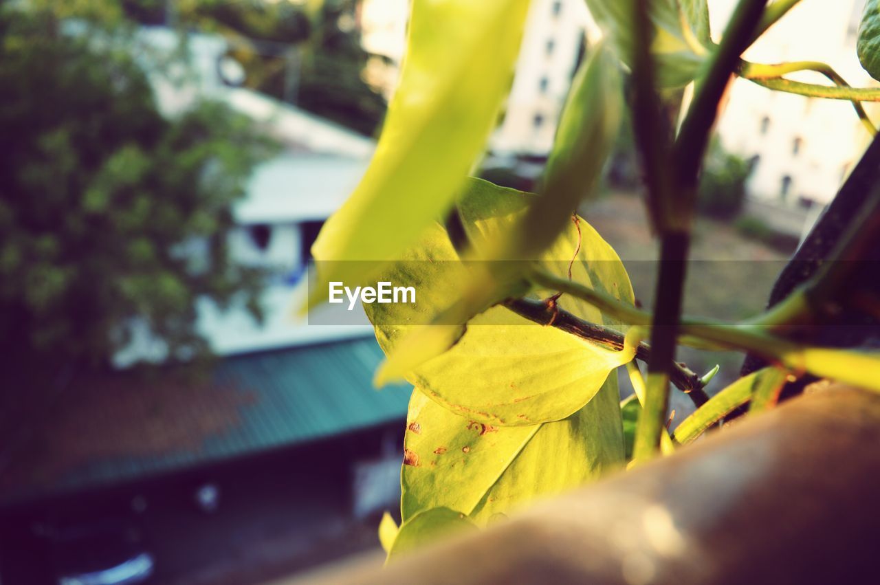 CLOSE-UP OF YELLOW PLANT