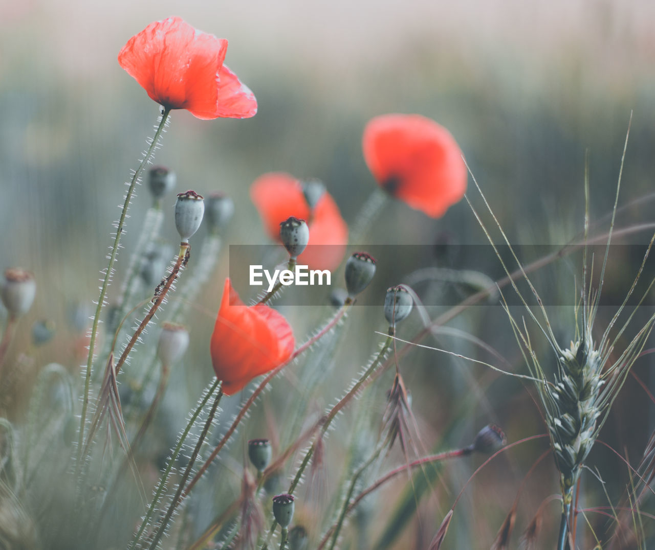 Close-up of red poppies growing on field