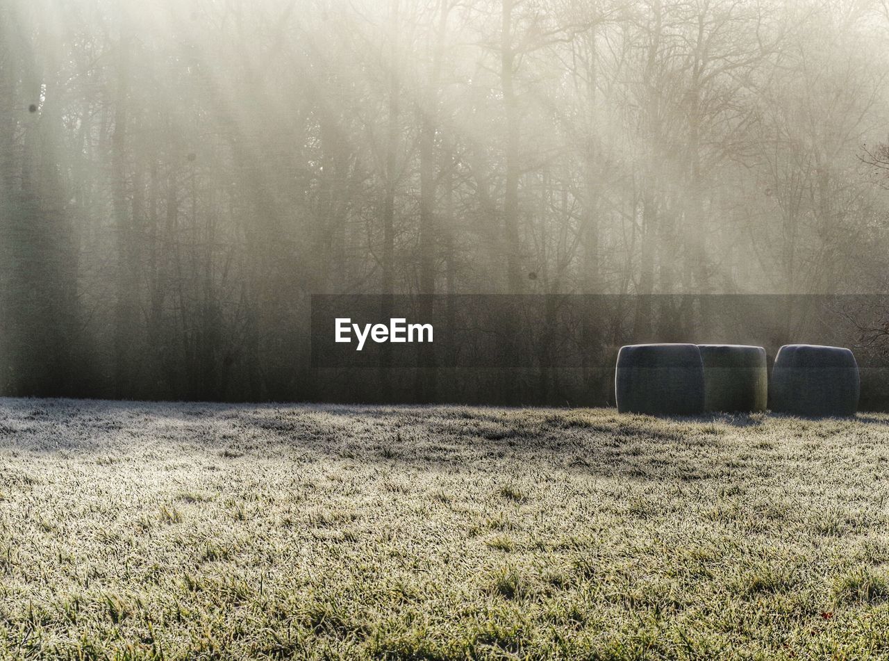 Scenic view of grassy field against trees