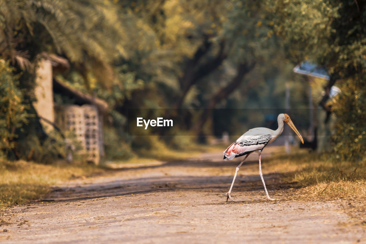 SIDE VIEW OF A BIRD WALKING ON A GROUND