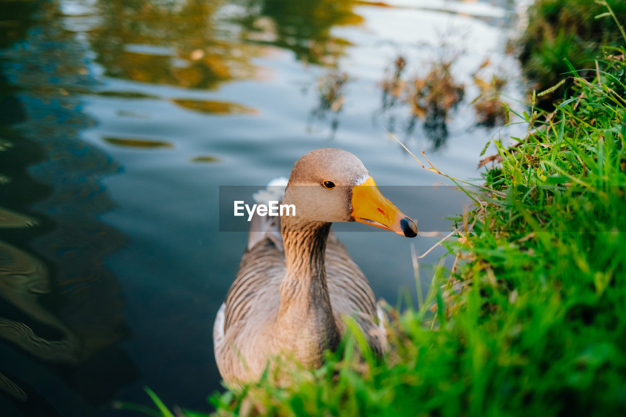 Wild ducks swim in the lake. birds close-up in the water. spring. high quality photo