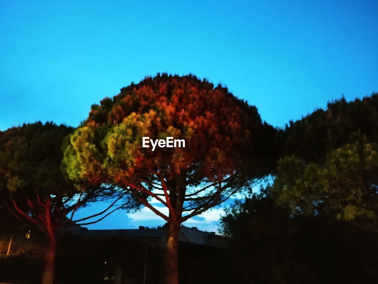 LOW ANGLE VIEW OF TREES AGAINST SKY