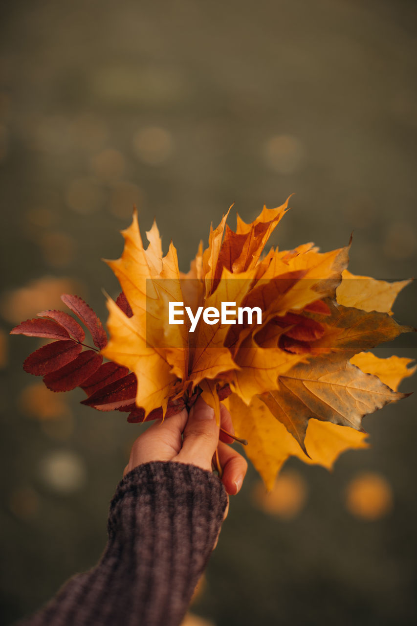 Female hand holding an armful of fallen yellow maple leaves