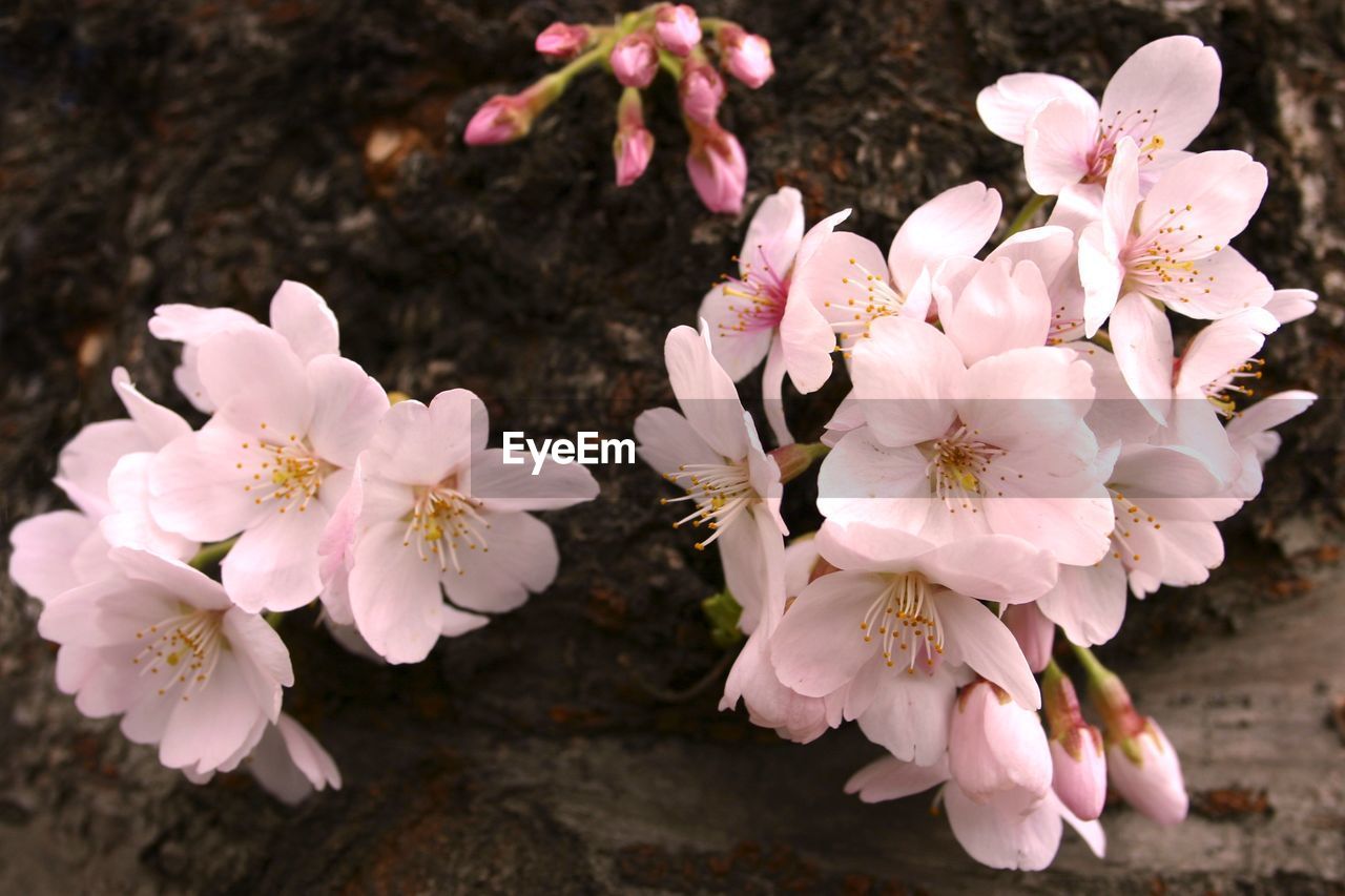 Close-up of fresh pink flowers blooming in spring