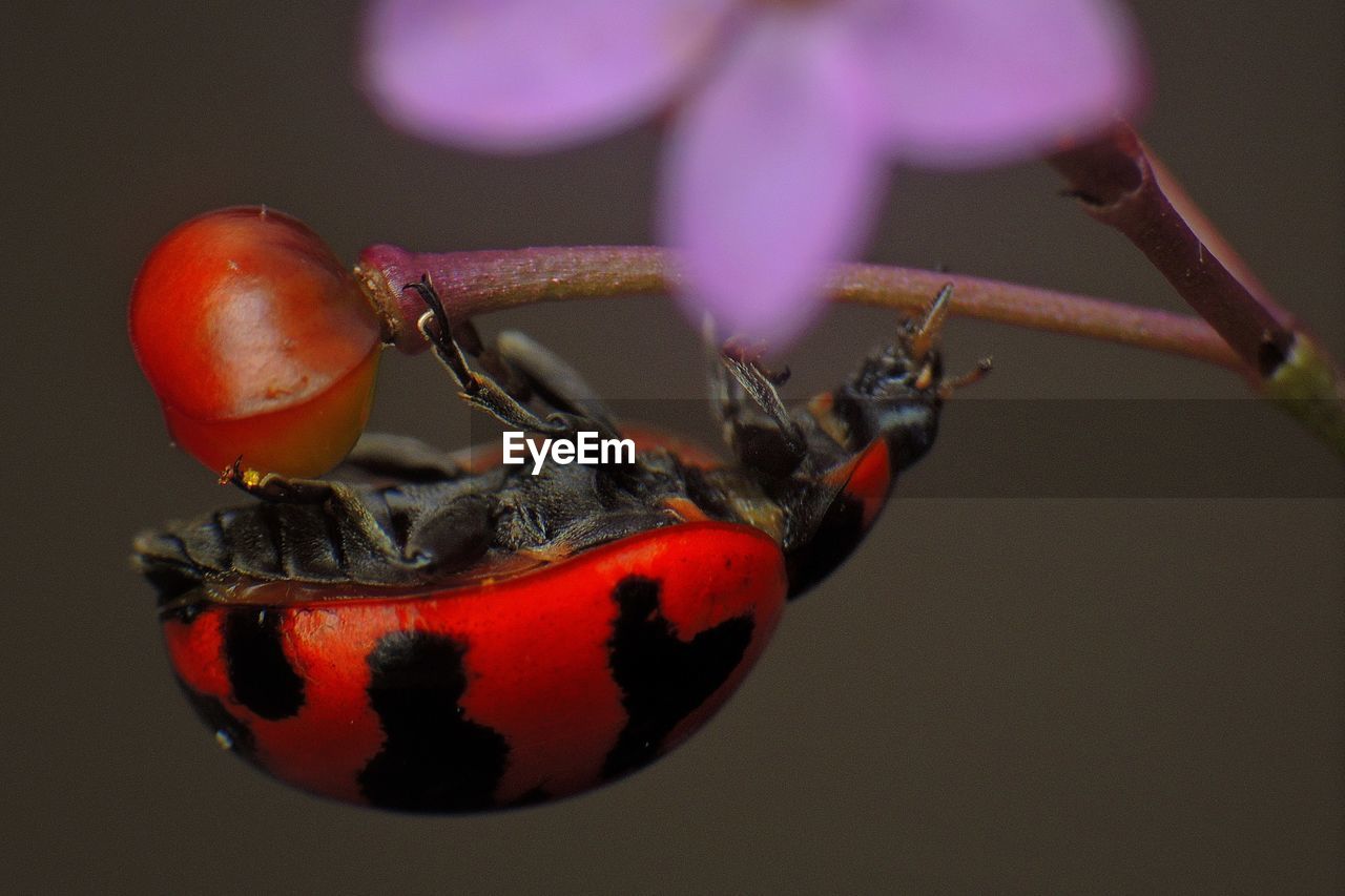 Close-up side view of bug on stem