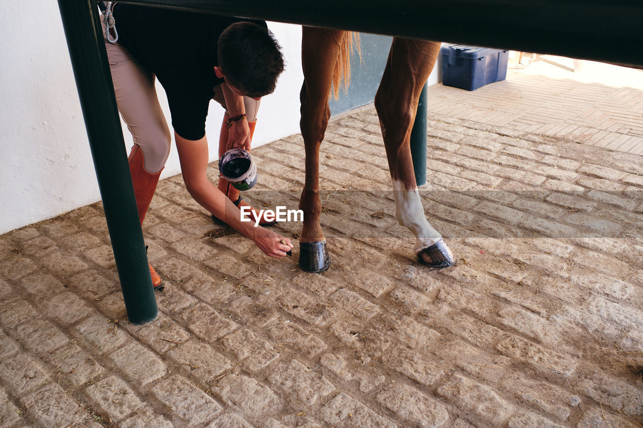 High angle of young anonymous male equestrian in uniform spreading protective oil on hoof of chestnut horse