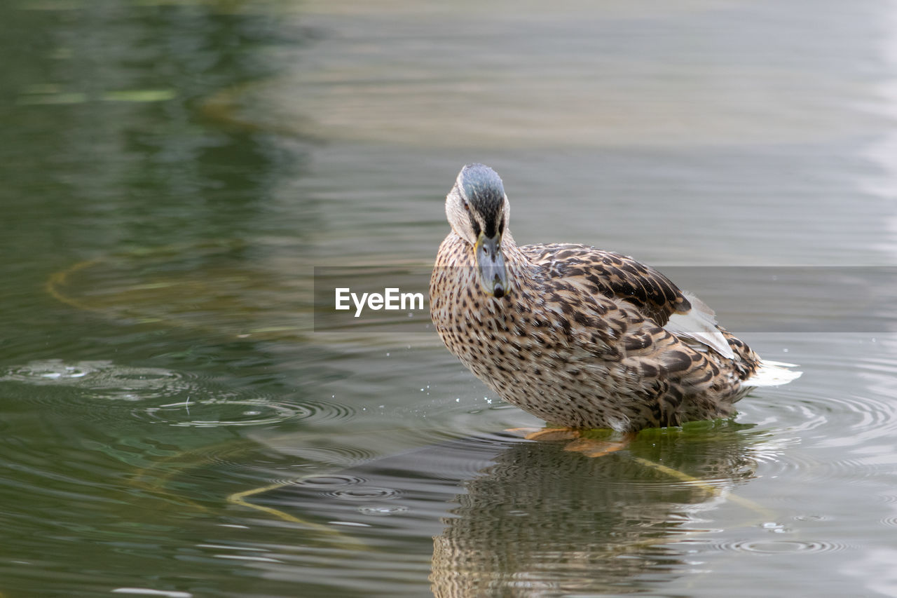 animal themes, animal, animal wildlife, water, wildlife, bird, one animal, lake, duck, water bird, nature, beak, no people, swimming, poultry, ducks, geese and swans, reflection, day, waterfront, mallard duck, mallard, rippled, outdoors, focus on foreground, beauty in nature