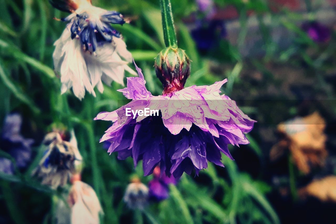 CLOSE-UP OF FLOWER IN BLOOM