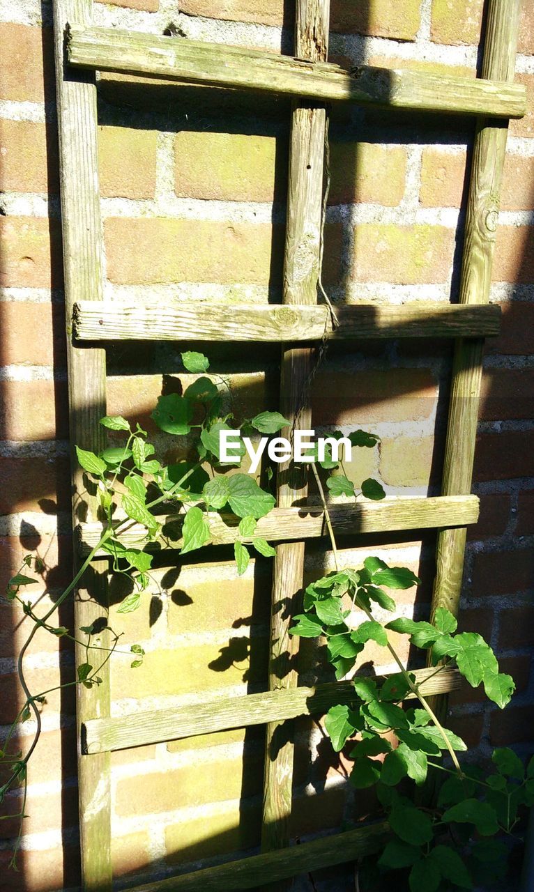 Plants growing by brick wall during sunny day