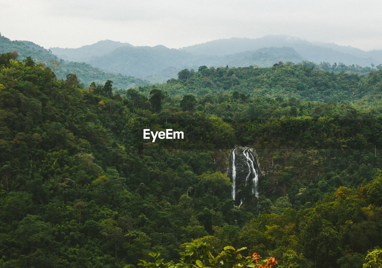 Scenic view of forest