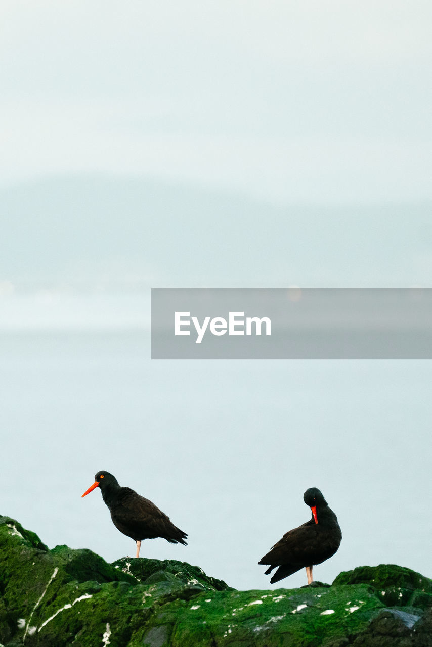 Two black oystercatchers on moss-covered rocks at deception pass