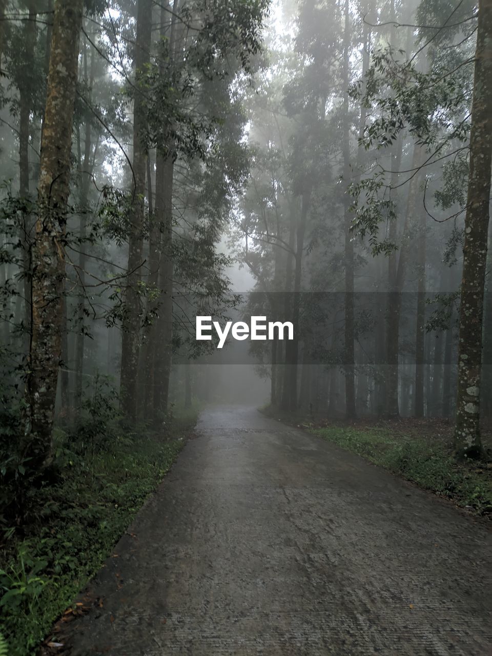 Road amidst trees in forest