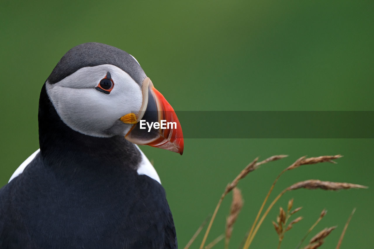 Puffin in mykines, faroe islands