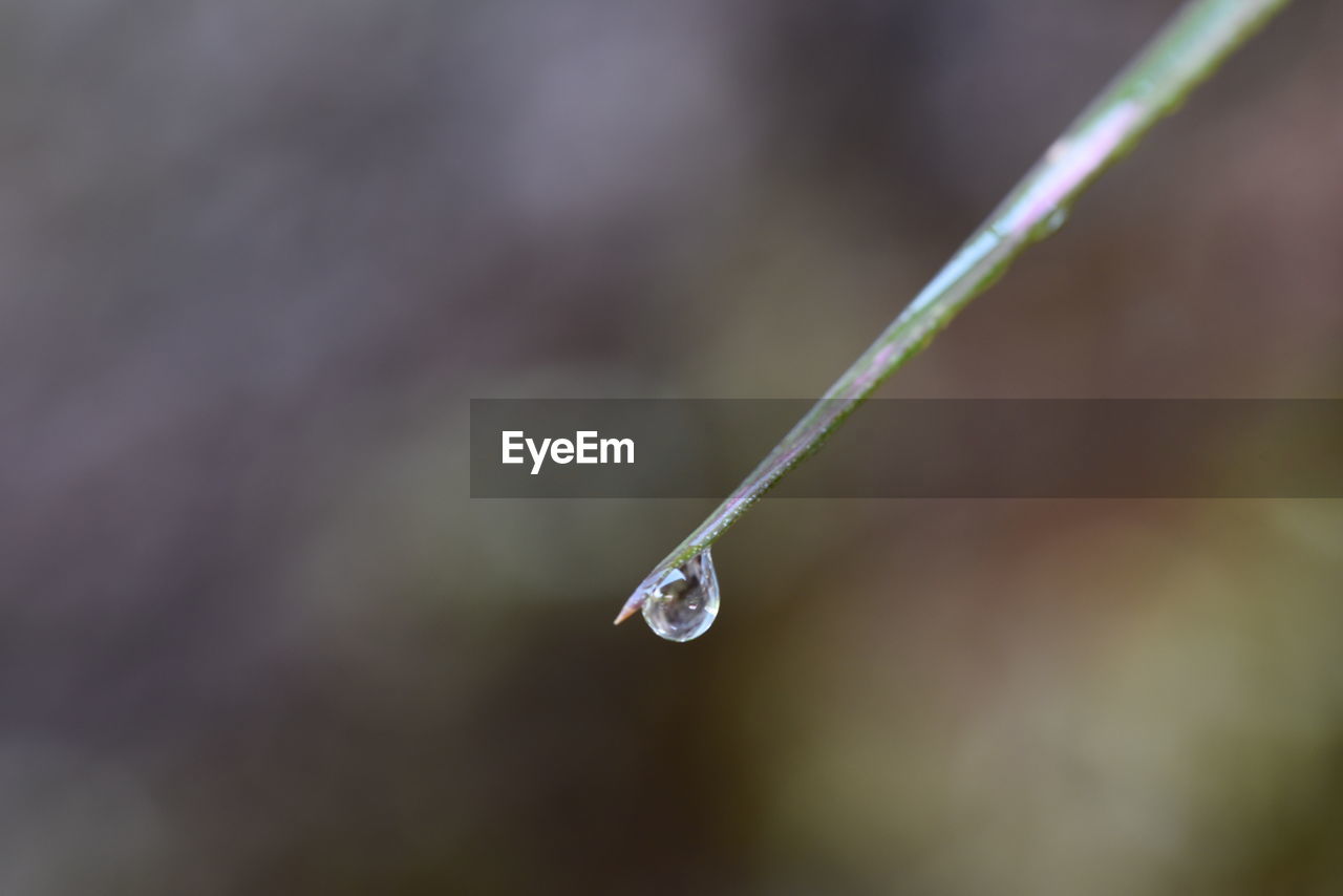 CLOSE-UP OF WATER DROP ON BLADE OF PLANT