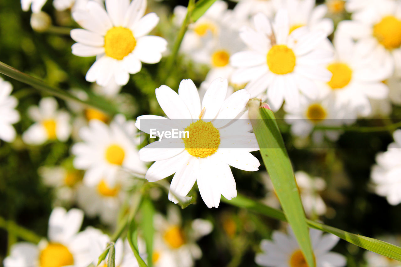 White daisy flower