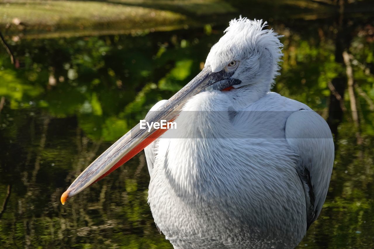 Close-up of pelican in lake