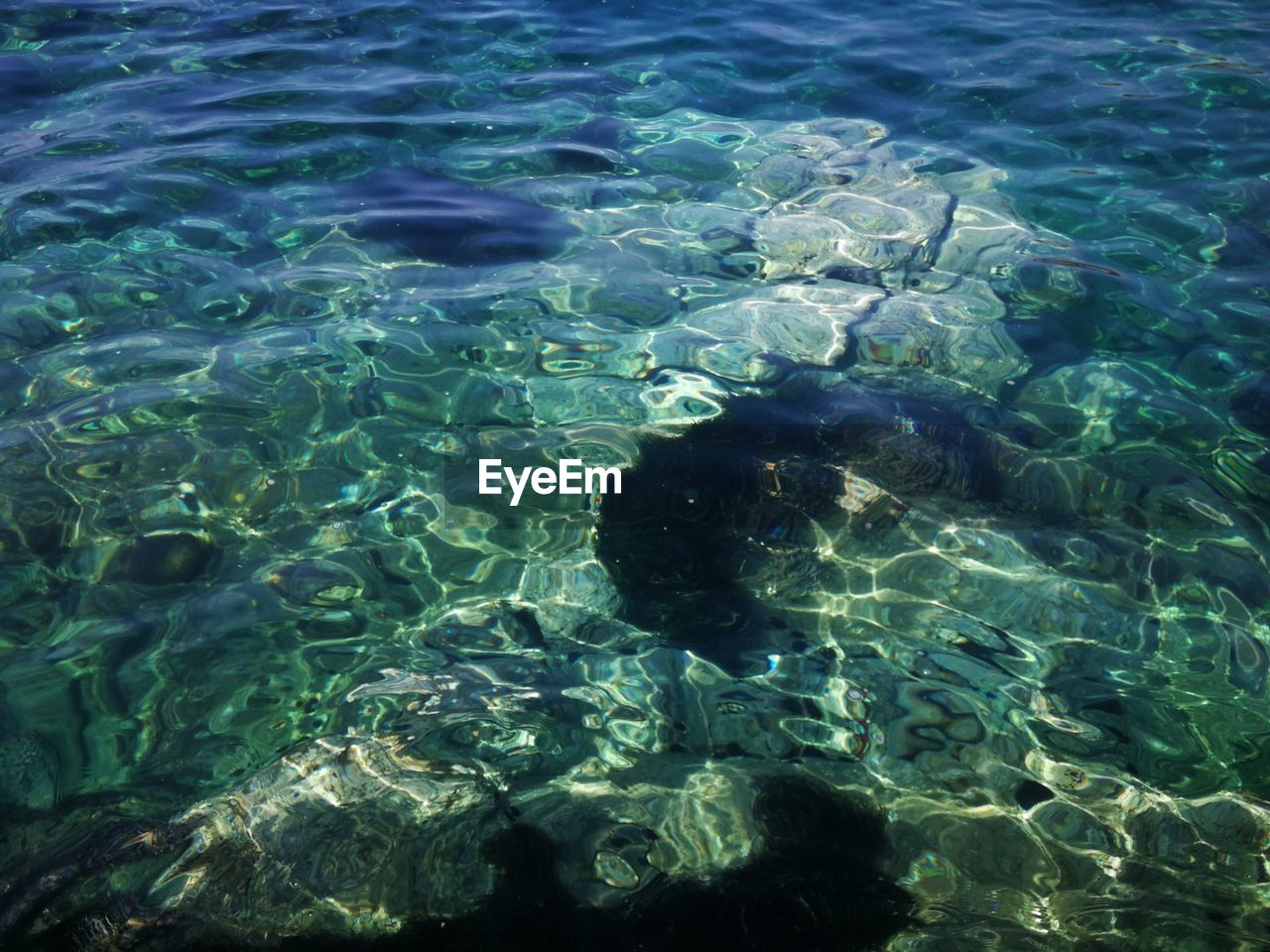 HIGH ANGLE VIEW OF JELLYFISH IN SEA