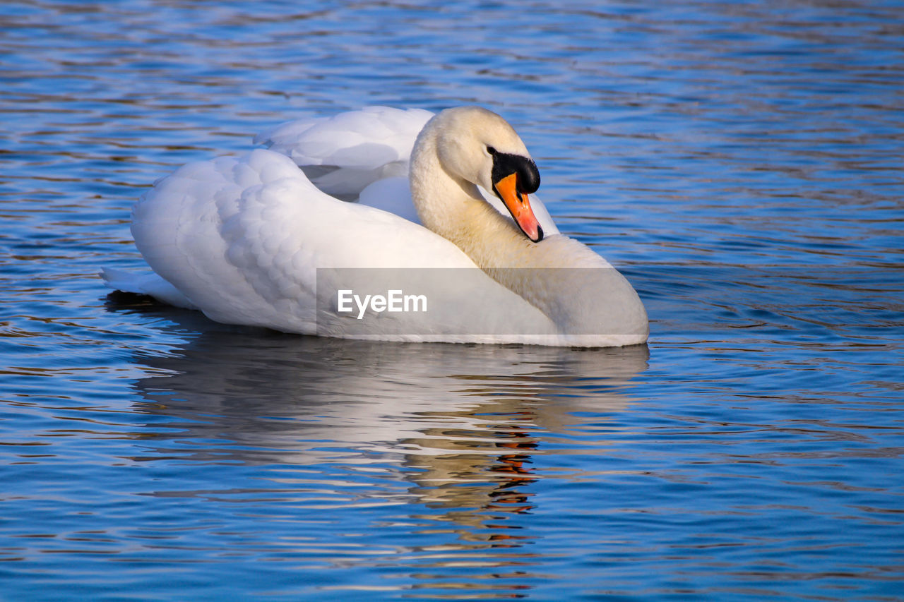 swan, animal themes, animal, wildlife, animal wildlife, bird, water, one animal, ducks, geese and swans, beak, water bird, lake, mute swan, swimming, nature, no people, day, white, reflection, outdoors, zoology, rippled, beauty in nature, animal body part, wing, floating